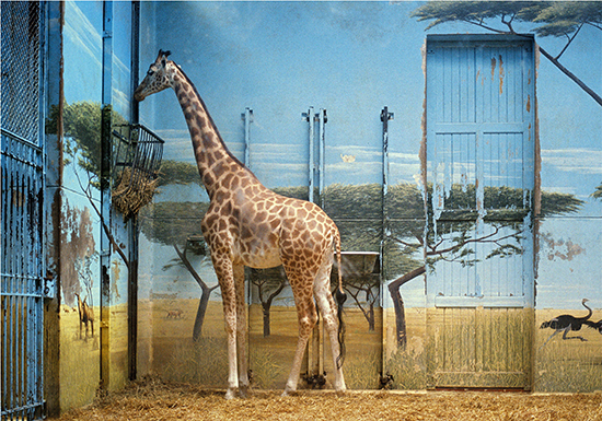 Candida Höfer, Zoologischer Garten Paris II, 1997. Courtesy the artist