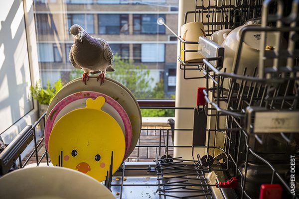 Ollie perches on a dirty plate as the photographer fills the dishwasher, while Dollie looks on from outside, in Vlaardingen, the Netherlands. By Jasper Doest