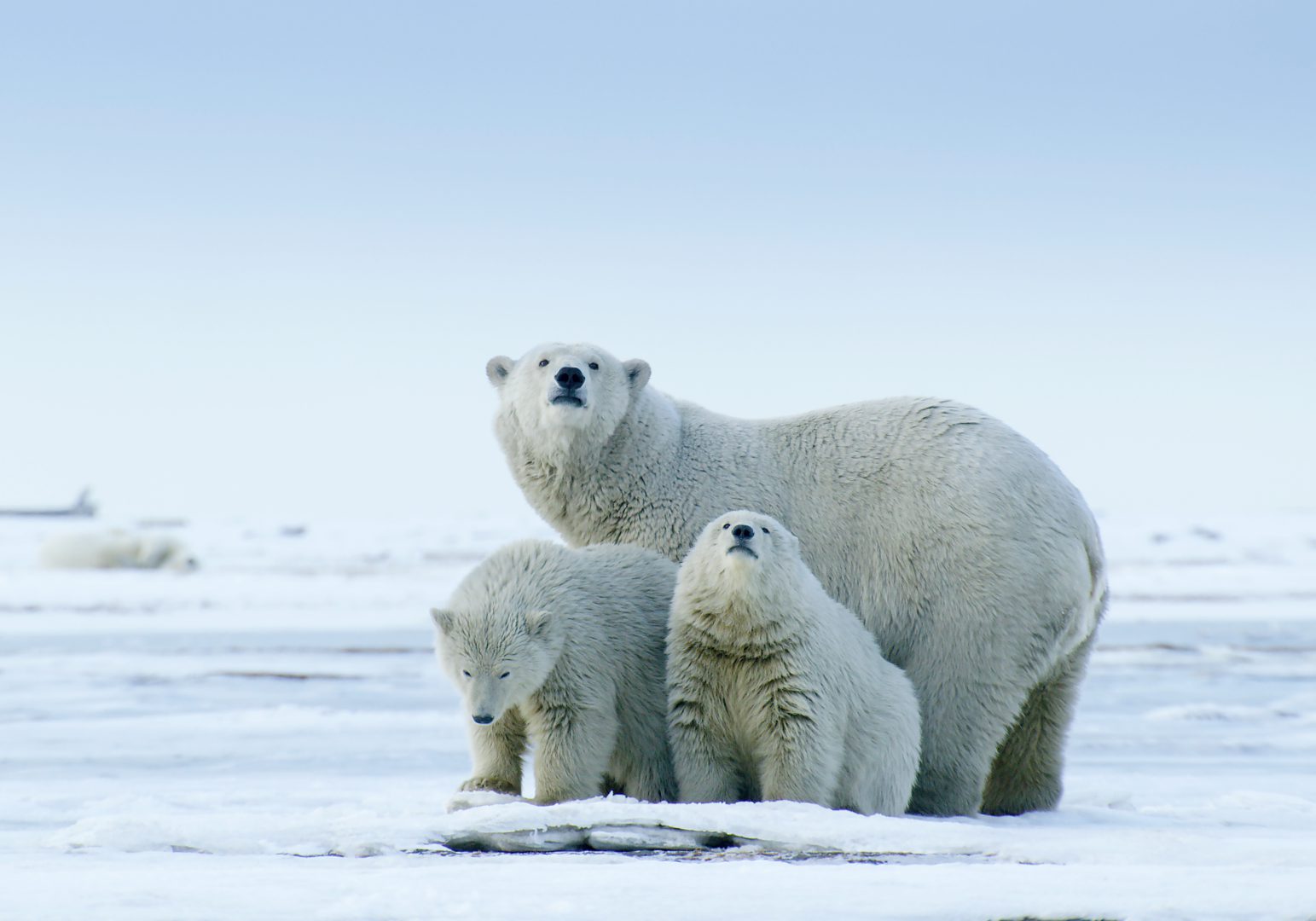 ‘The Arctic Our Last Great Wilderness’ in One Dome Holland