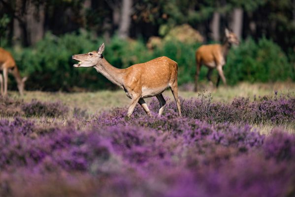 Feeding red deer hind (cervus elaphus) in blooming moorland.