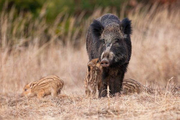 Family wild boar standing on meadow in autumn nature